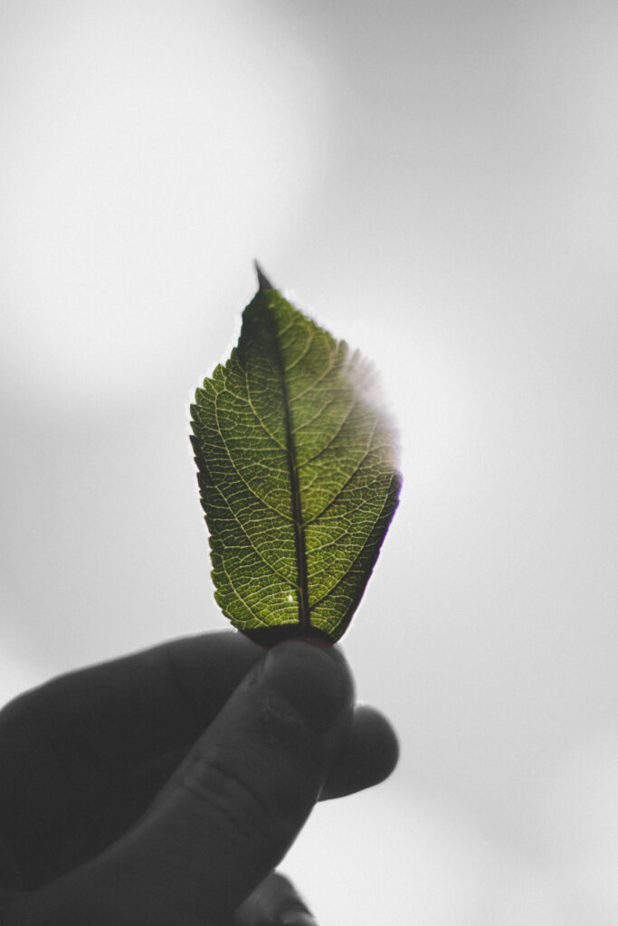Nahaufnahme von einer Hand die einen Blatt zwischen den Fingern hält